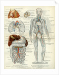 Blood Vessels 19th Century Medical Biology Human Body Intestines by Anonymous