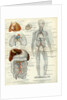 Blood Vessels 19th Century Medical Biology Human Body Intestines by Anonymous