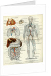 Blood Vessels 19th Century Medical Biology Human Body Intestines by Anonymous