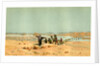 Sahara 19th Century Desert Camels by Anonymous