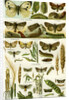 Butterflies Nineteenth Century by Anonymous