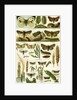 Butterflies Nineteenth Century by Anonymous