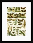 Butterflies Nineteenth Century by Anonymous