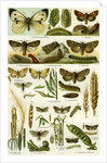 Butterflies Nineteenth Century by Anonymous