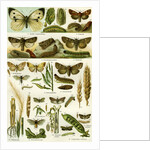 Butterflies Nineteenth Century by Anonymous