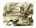 Ducks 19th Century by Anonymous