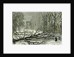 Kensington Gardens London 1887 Trees Blown in Broad Walk by Anonymous