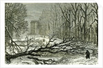 Kensington Gardens London 1887 Trees Blown in Broad Walk by Anonymous