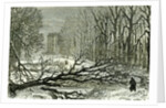 Kensington Gardens London 1887 Trees Blown in Broad Walk by Anonymous