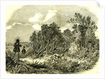 Pheasant Shooting UK 1850 by Anonymous