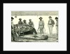 Caribbean Sea 1885 Shark Fishing Fish by Anonymous