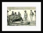 Caribbean Sea 1885 Shark Fishing Fish by Anonymous