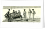 Caribbean Sea 1885 Shark Fishing Fish by Anonymous
