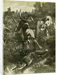 Hunt Austria Fox 1891 by Anonymous