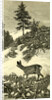 Austria Deer 1891 by Anonymous