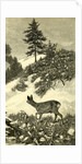 Austria Deer 1891 by Anonymous