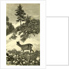 Austria Deer 1891 by Anonymous