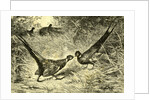 Pheasants Austria 1891 by Anonymous