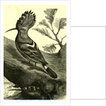 Birds Austria 1891 by Anonymous