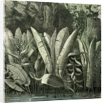 Ucayali Peru 1869 by Anonymous