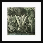 Ucayali Peru 1869 by Anonymous