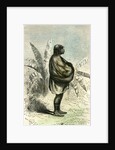 Conibo Mother Peru 1869 by Anonymous