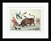 The Irish bull broke loose by Isaac Cruikshank