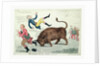 The Irish bull broke loose by Isaac Cruikshank