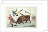 The Irish bull broke loose by Isaac Cruikshank