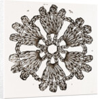 Rosette by Anonymous