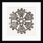 Rosette by Anonymous