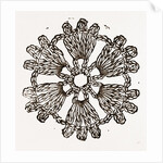 Rosette by Anonymous