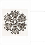 Rosette by Anonymous