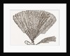 Fan For Evening Wear by Anonymous
