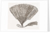 Fan For Evening Wear by Anonymous