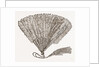 Fan For Evening Wear by Anonymous