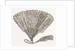Fan For Evening Wear by Anonymous