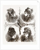 New Models Of Bonnets by Anonymous