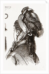 19th Century Fashion, Bonnet by Anonymous