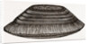 Furniture Brush by Anonymous