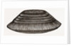 Furniture Brush by Anonymous