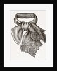 Necktie by Anonymous