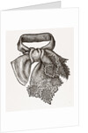 Necktie by Anonymous