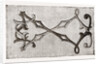 Needlework by Anonymous