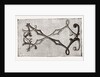 Needlework by Anonymous
