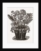 Cover For Flower Pot by Anonymous