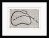 Needlework by Anonymous
