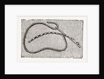 Needlework by Anonymous
