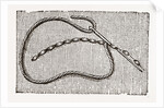 Needlework by Anonymous