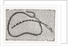 Needlework by Anonymous